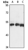 Anti-KRR1 Antibody