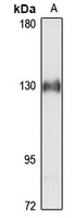 LARS antibody