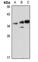 LDHC antibody