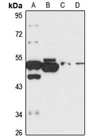 Anti-LETM2 Antibody