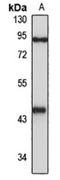LHX2 antibody