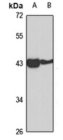 Anti-LHX4 Antibody