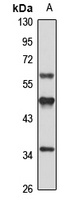 Anti-CD85g Antibody