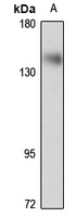 Anti-LIMCH1 Antibody
