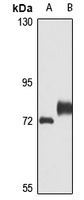 Anti-Limd1 Antibody