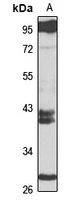 Anti-LIN28A Antibody