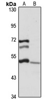 LINS1 antibody