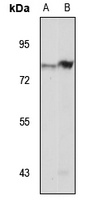 Anti-LNX2 Antibody