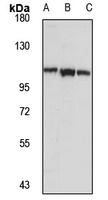 Lipin 2 antibody