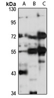 LRFN3 antibody