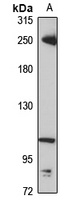 LRRK1 antibody