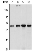 Anti-LRWD1 Antibody