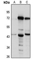 BLT2 antibody