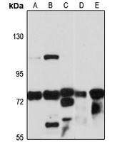 MAN1B1 antibody