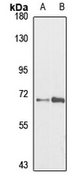MAN1C1 antibody