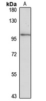 MANBA antibody