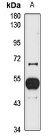 Anti-MANEA Antibody