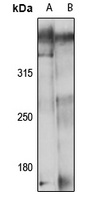 Anti-MAP1B Antibody