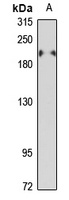 Anti-MAP4 Antibody