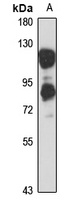 Anti-MAP7 Antibody