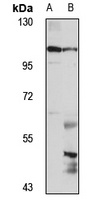 RPRC1 antibody