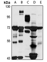 Anti-MAPKAP1 Antibody
