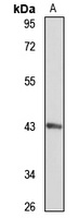 MCAT antibody