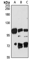 Anti-MDGA2 Antibody