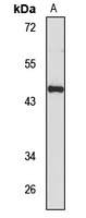 Anti-MDM4 Antibody