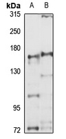 MED14 antibody