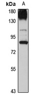 TRAP80 antibody