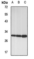 MED7 antibody