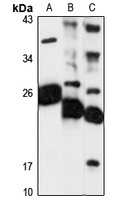 MESDC2 antibody