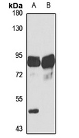Anti-MFN2 Antibody