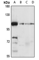 MIB2 antibody