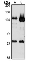 Anti-MICAL1 Antibody