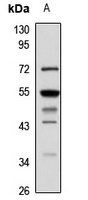 Anti-SMCR7L Antibody