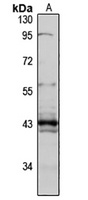 Anti-IIp45 Antibody