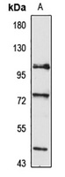 Anti-MIPEP Antibody