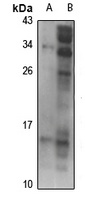 Motilin antibody