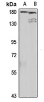 Multimerin-1 antibody