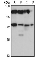 Anti-MOXD1 Antibody