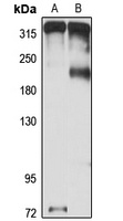 MPDZ antibody