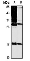 MPZL1 antibody