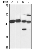 Anti-MRI1 Antibody