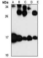 MRPL23 antibody