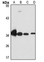 MRPL45 antibody
