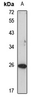 Anti-MS4A8 Antibody