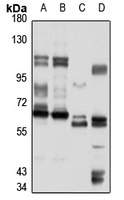 MSH5 antibody