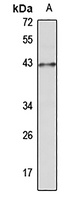 Musashi 1 antibody